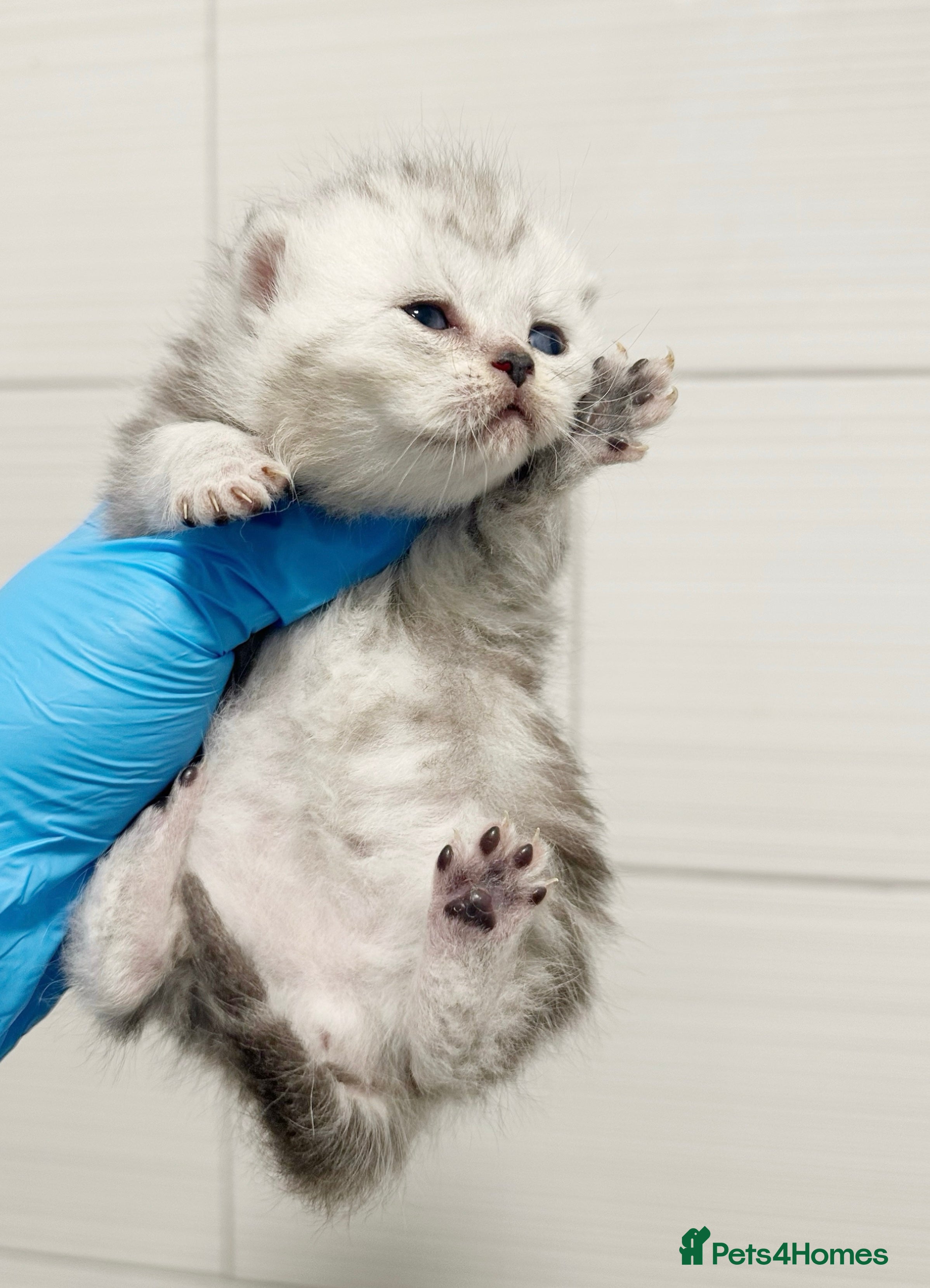 Scottish Fold cats Silver Tabby Scottish Fold Kittens  - Advert 3