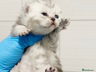 Scottish Fold cats Silver Tabby Scottish Fold Kittens - Advert 3