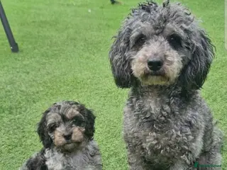 Cockapoo dogs Ready now F1b toy American cockerpoos - Advert 1