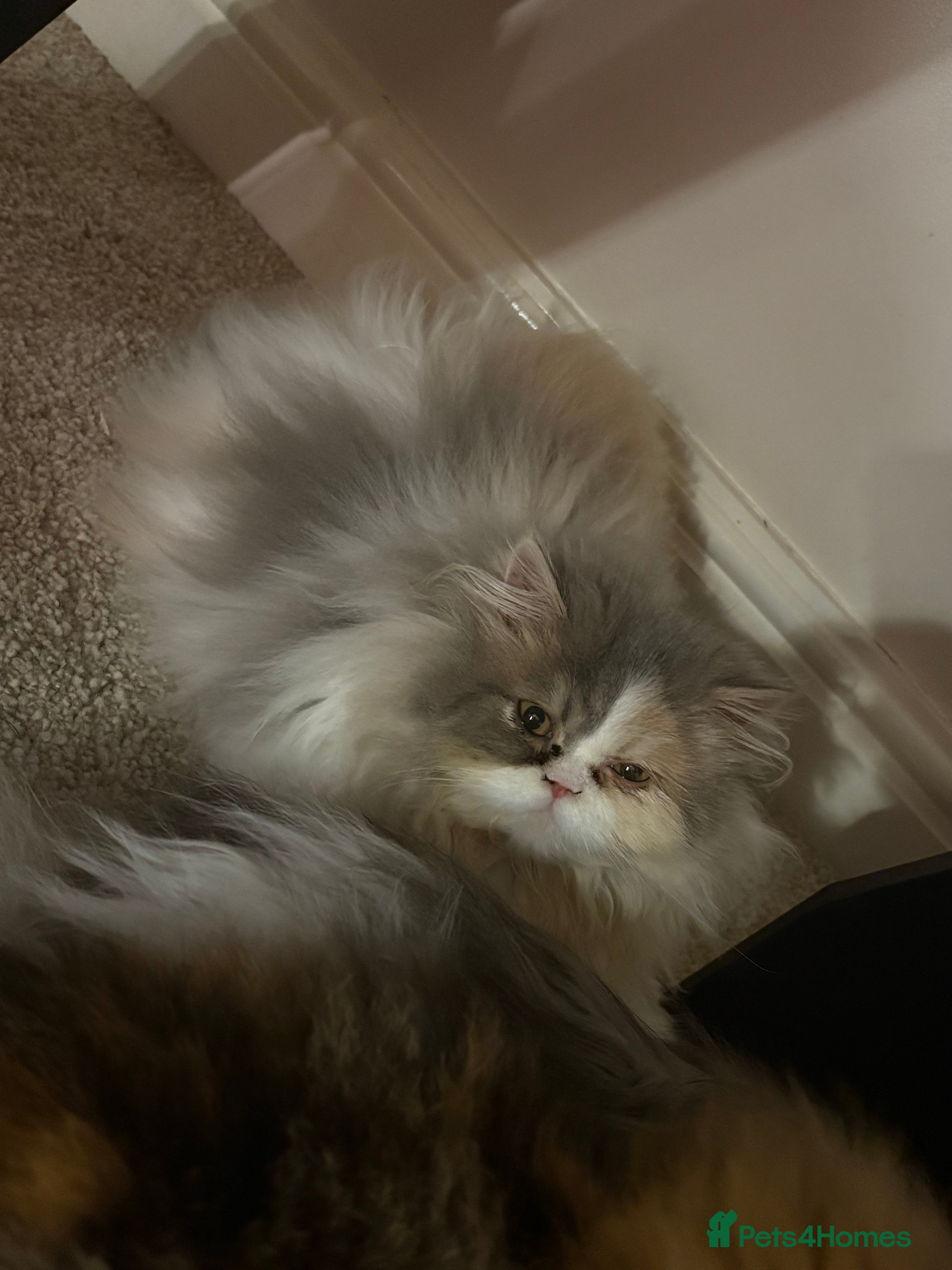 Persian cats Female Persian  - Advert 1