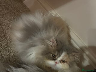 Persian cats Female Persian - Advert 1