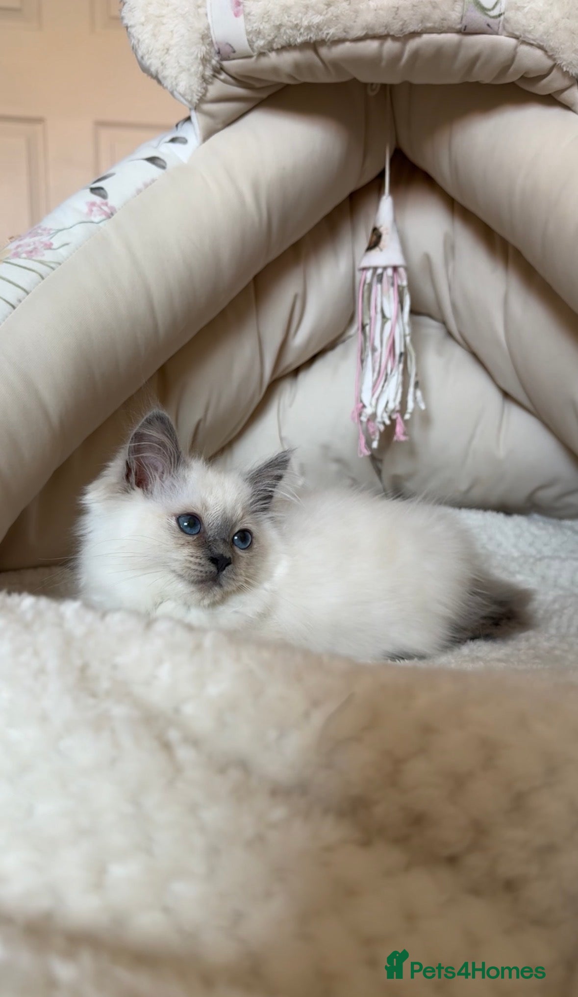 Ragdoll cats ready now GCCF ragdoll kittens  - Advert 2