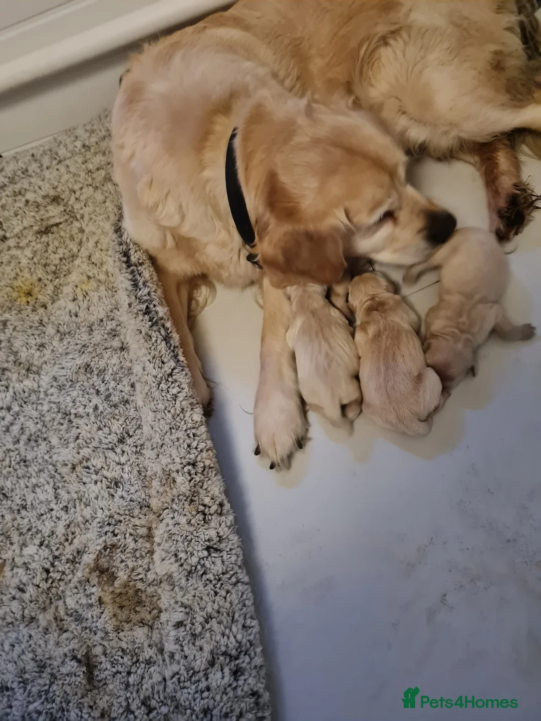 Golden Retriever dogs for sale: Golden retriever  - Advert 1
