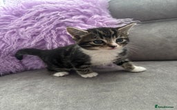 Mixed Breed cats for sale: 3 little kittens - Image 11