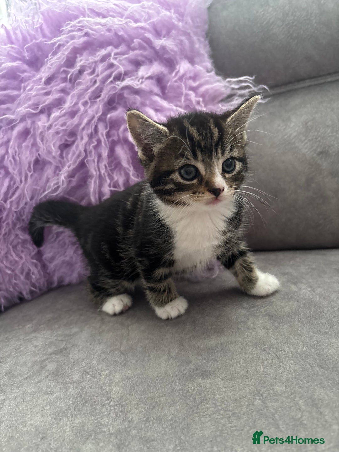 Mixed Breed cats for sale: 3 little kittens - Image 11