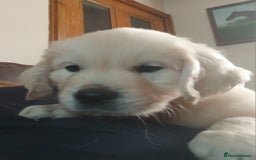Golden Retriever dogs for sale: Two Stunning KC Registered Dog Puppies - Image 1