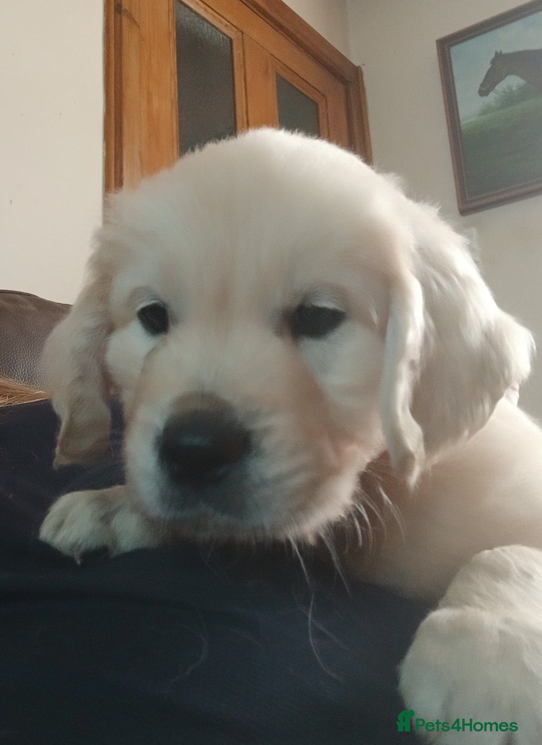 Golden Retriever dogs for sale: Two Stunning KC Registered Dog Puppies - Image 1
