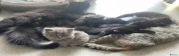 Mixed Breed cats for sale: Kittens looking for forever Homes - Advert 6