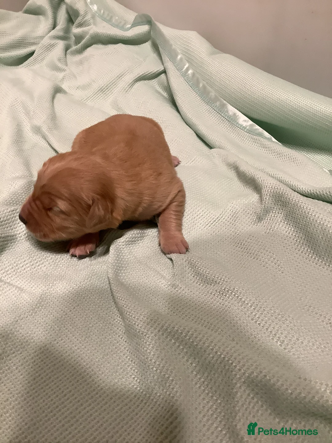 Golden Retriever dogs for sale: Gorgeous dark kc golden retriever pups - Advert 4