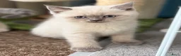 Scottish Fold cats for sale: Scottish Fold & straight Kittens PRICE -NEGOTIABLE - Advert 15