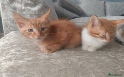 Maine Coon cats for sale: Half Maine coon ready to leave now - Image 16