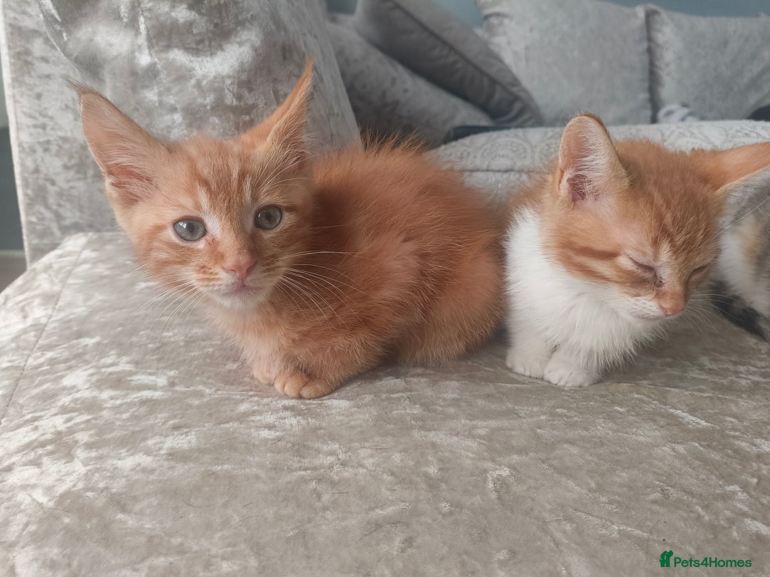 Maine Coon cats for sale: Half Maine coon ready to leave now - Image 16