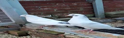 Pigeons birds for sale: Pair of Pouter Pigeons for sale - Advert 7