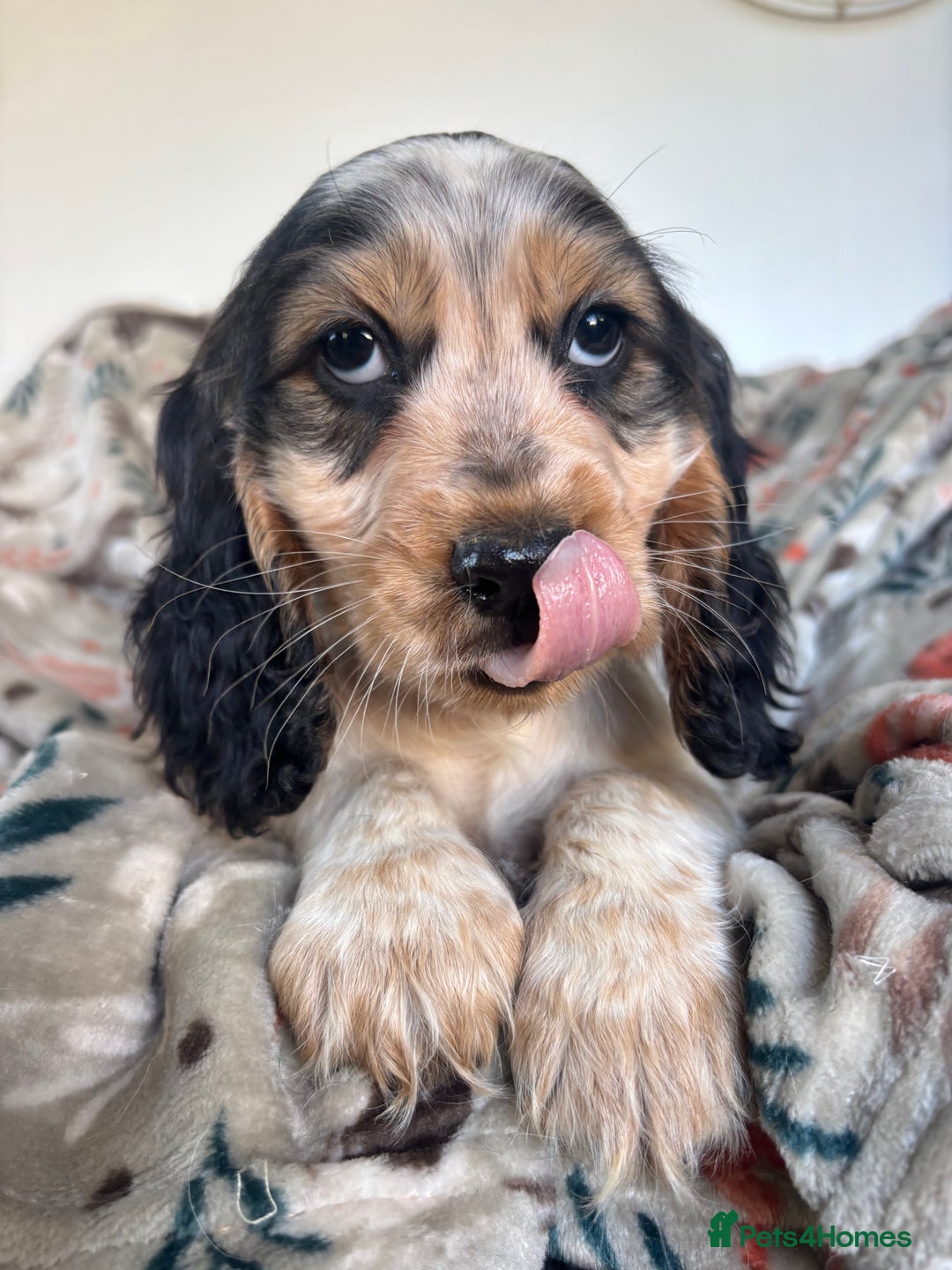 Cocker Spaniel dogs for sale: Show Cocker Spaniel Puppies  - Image 21