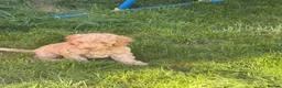 Miniature Poodle dogs for sale: Miniature poodles - Advert 9