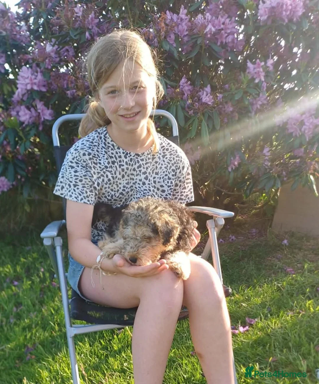 Lakeland Terrier dogs for sale: Pedigree Lakeland Terriers  - Advert 8