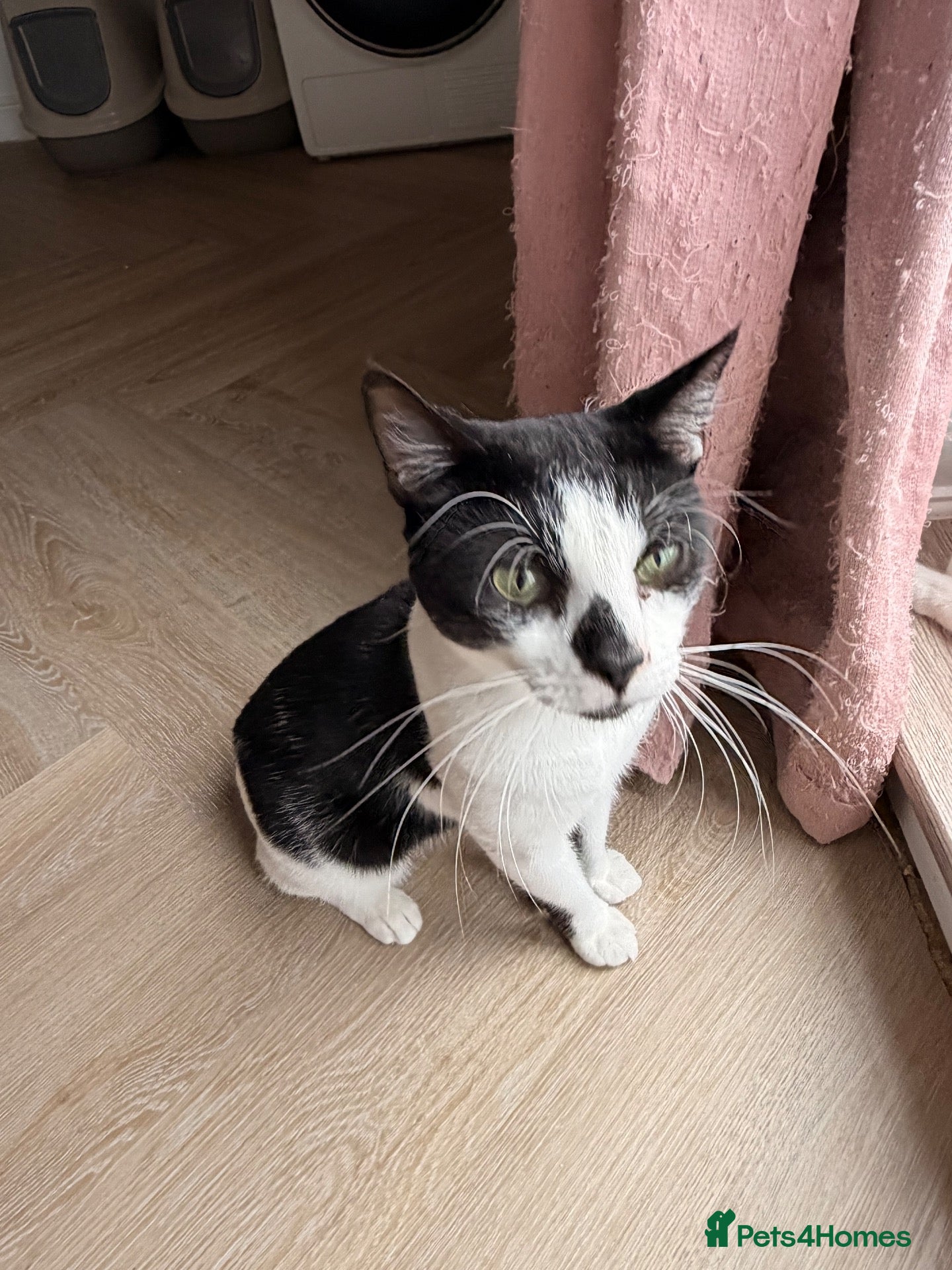 Mixed Breed cats Male cat  **  - Advert 15