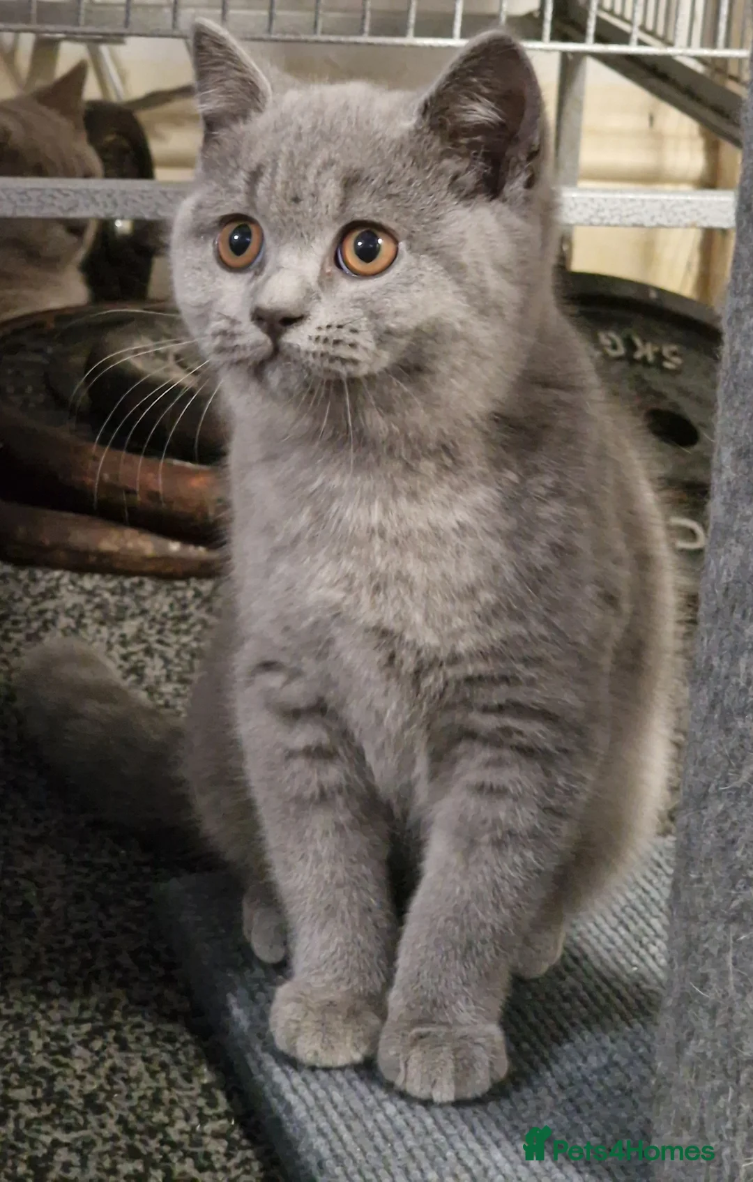 British Shorthair cats for sale: Male British Shorthair Kitten! - Advert 2
