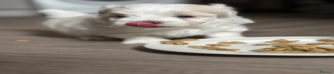Maltese Puppy 1