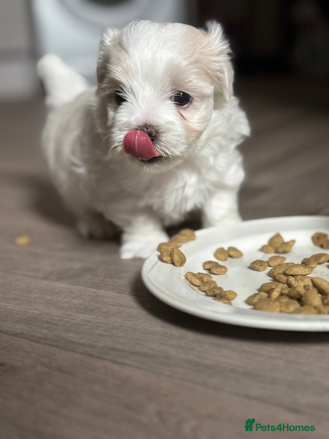 Maltese dogs for sale: Maltese boy for SALE  - Image 2