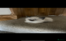 Ragdoll cats for sale: Beautiful pedigree ragdoll kittens - Image 9
