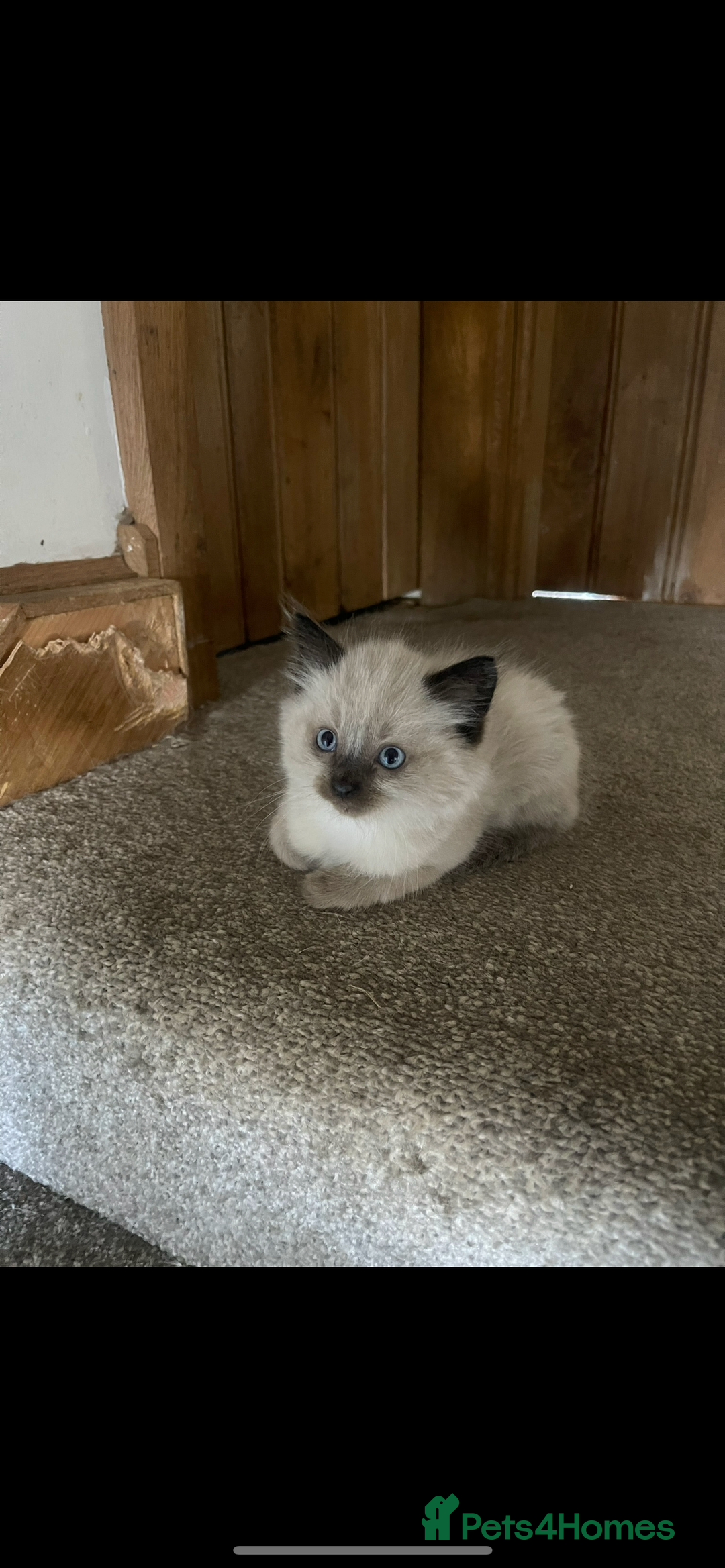 Ragdoll cats for sale: Beautiful pedigree ragdoll kittens - Image 9