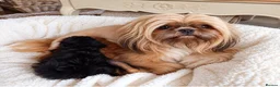 Shih Tzu dogs for sale: The Original Teddybear Puppies!  - Advert 2