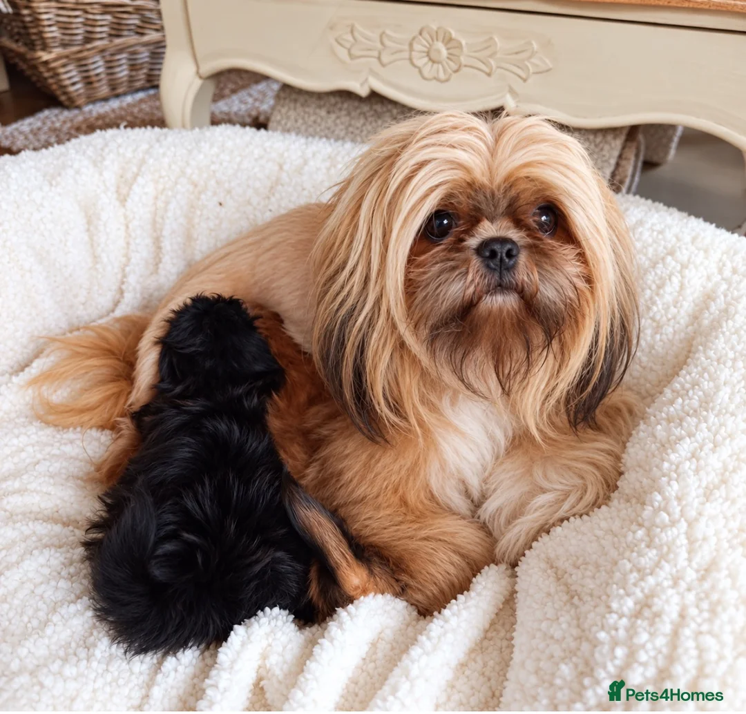 Shih Tzu dogs for sale: The Original Teddybear Puppies!  - Advert 2