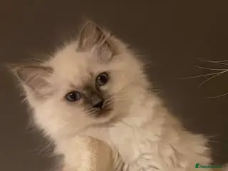Ragdoll cats 🐾Brother and sister ready now🐾 - Advert 7
