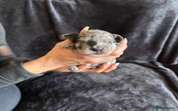 Cockapoo dogs for sale: Merle F1B Cockapoo Puppies - Image 12