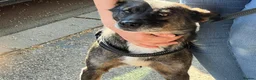 Mixed Breed dogs for adoption: 🐾 SCOUT - The Dog Who Refused to Give Up ❤️ - Advert 5