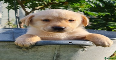 Labrador Retriever dogs - Advert 15