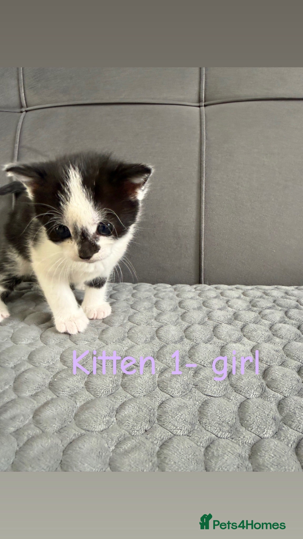 Mixed Breed cats 4 kittens for sale  - Advert 2