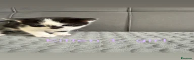 Kitten 1