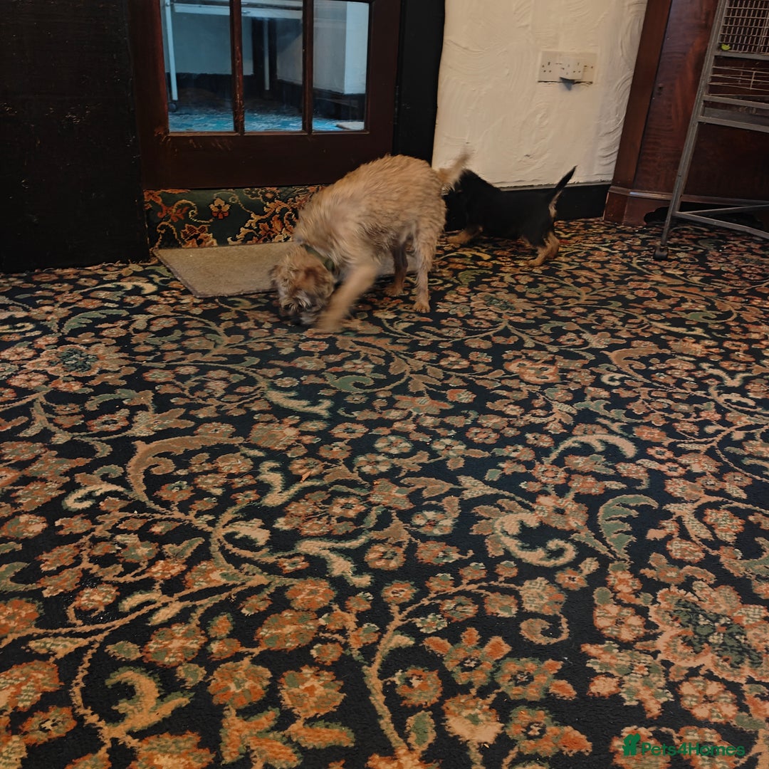 Border Terrier dogs for sale: Pedigree Blue Border Terrier  - Advert 4