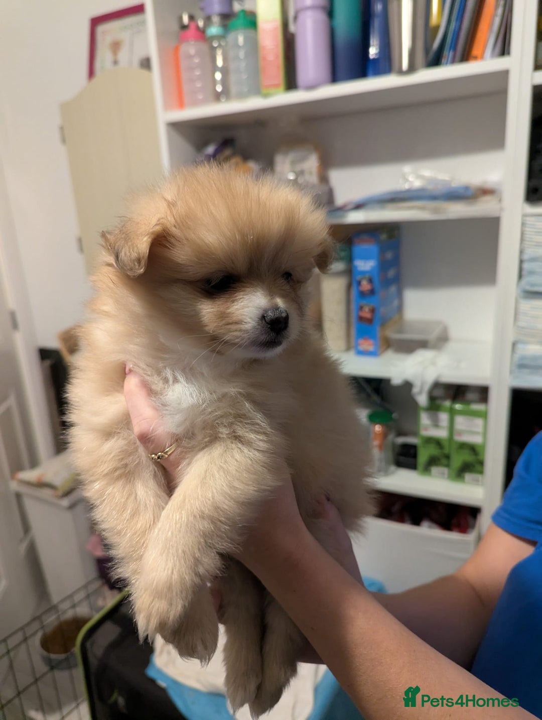 Pomeranian dogs for sale: Beautiful pom puppies - Advert 19