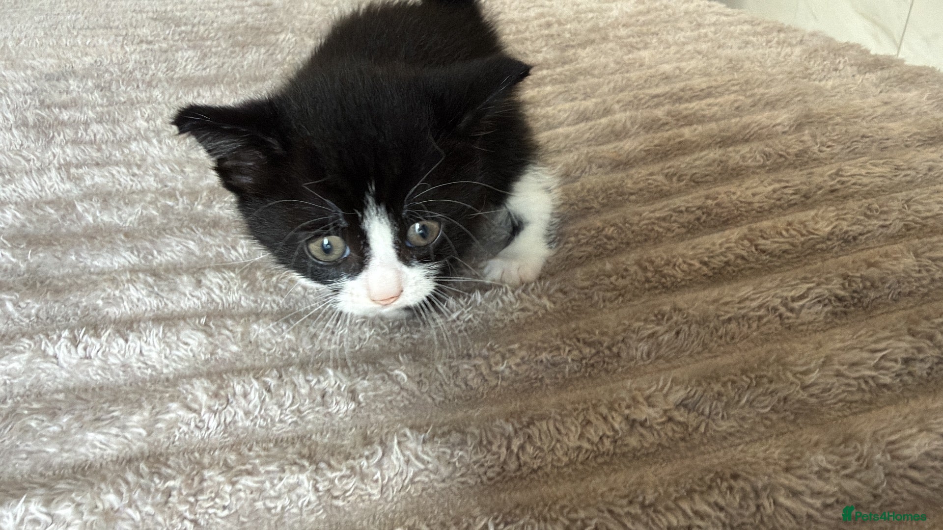 Mixed Breed cats kitten male - Advert 4
