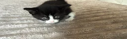 Mixed Breed cats for sale: kitten male - Advert 1