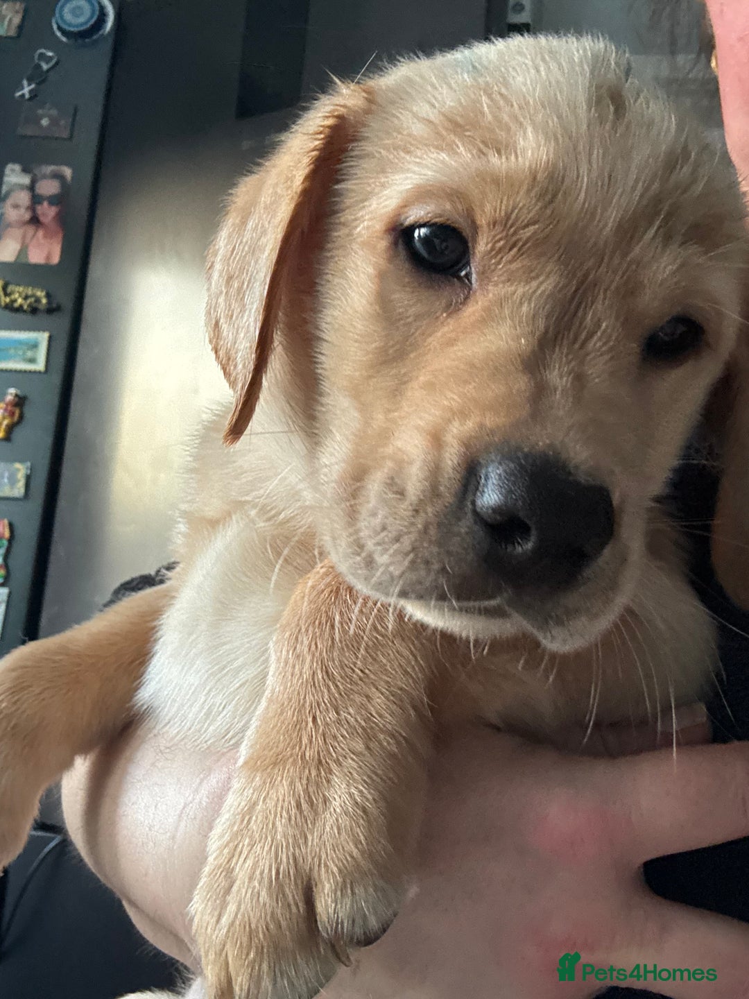 Labrador Retriever dogs for sale: 9 week old Labrador Puppies, - Advert 5