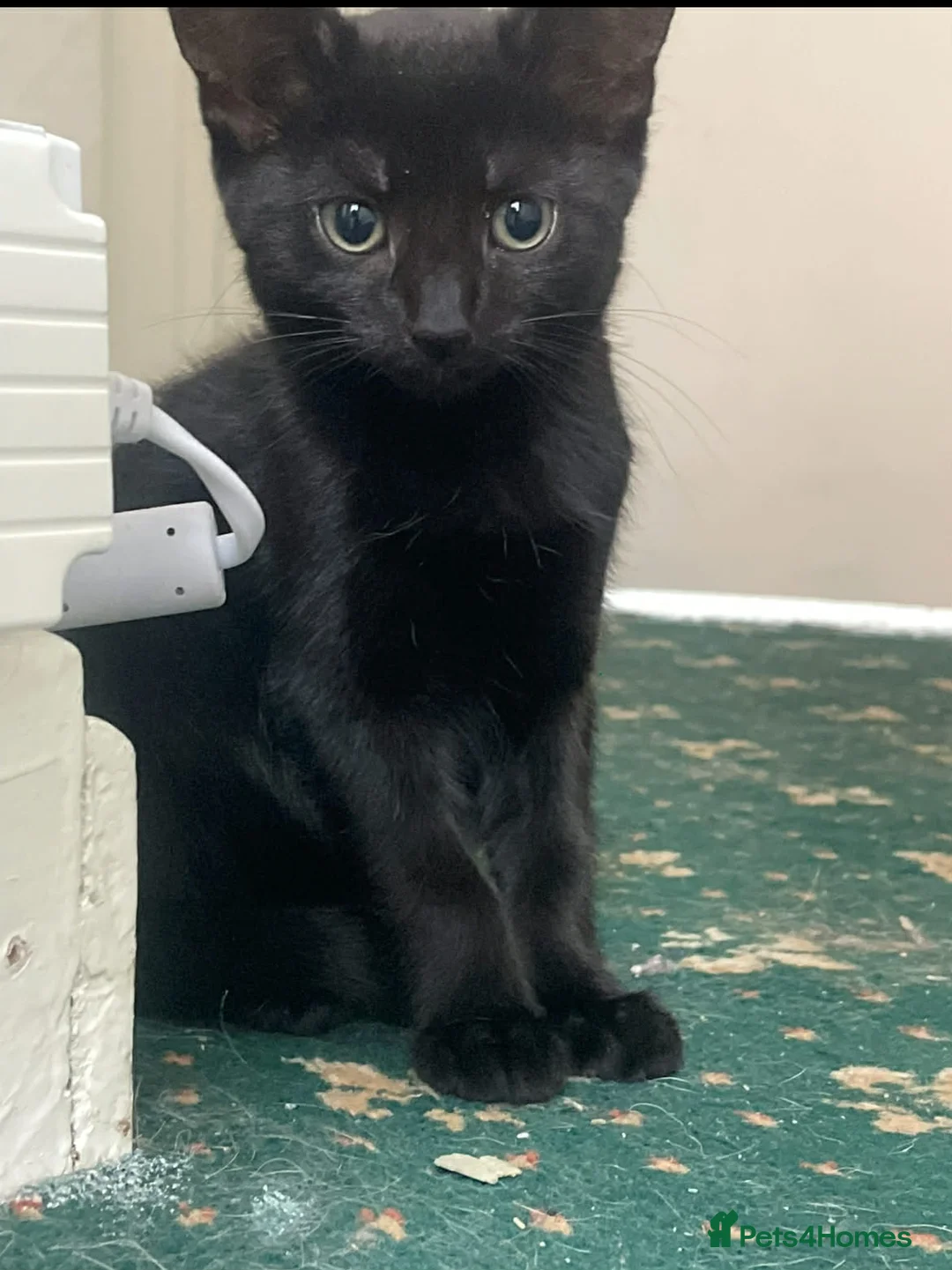 Mixed Breed cats for sale: 2 black cats sisters - Advert 1