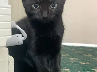 Mixed Breed cats 2 black cats sisters - Advert 1