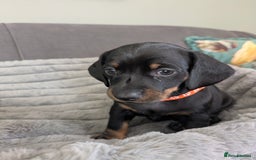 Dachshund dogs for sale: 🐾5 Beautiful Standard Dachshunds 🐾 - Image 6
