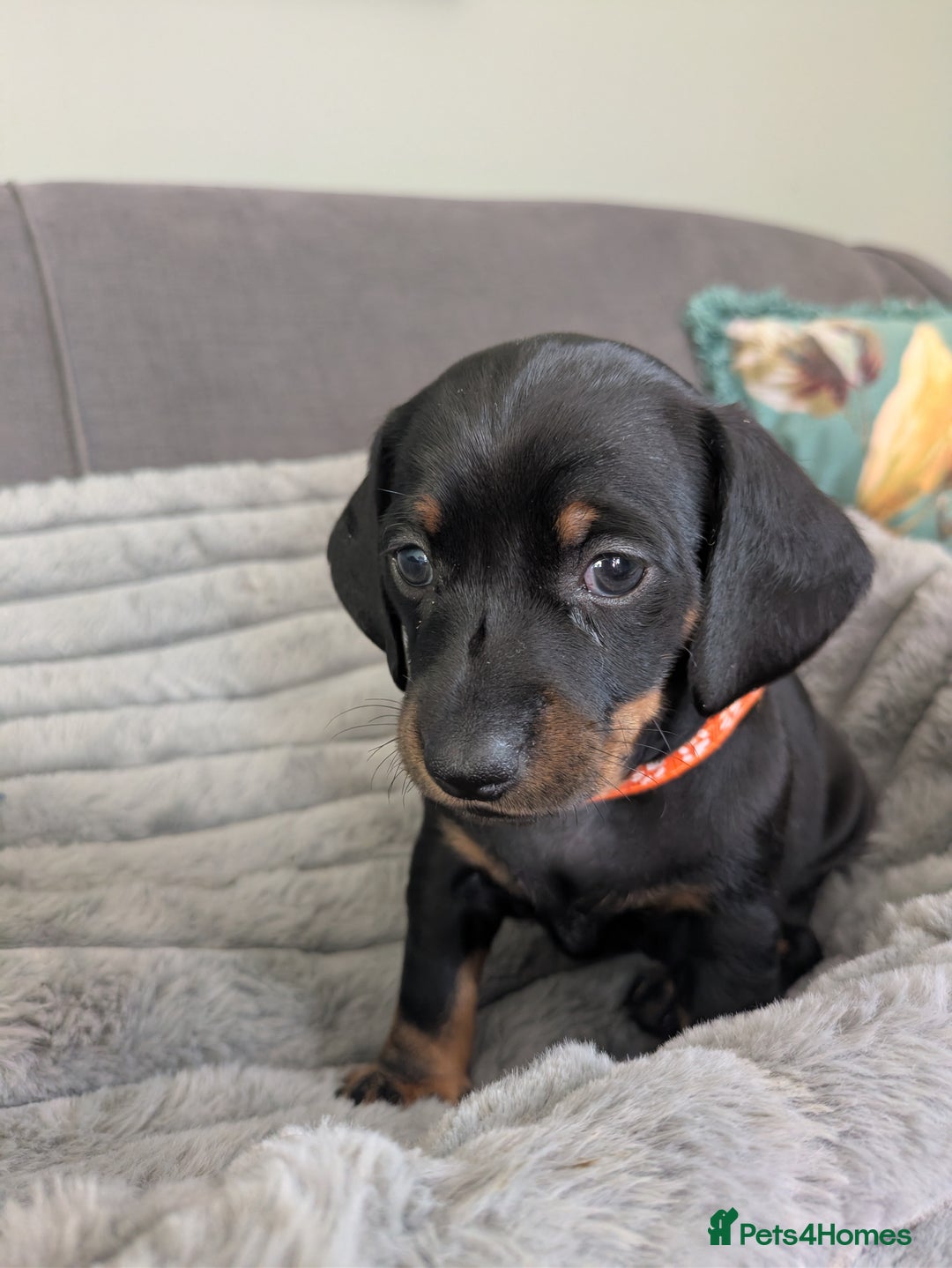 Dachshund dogs for sale: 🐾5 Beautiful Standard Dachshunds 🐾 - Image 6
