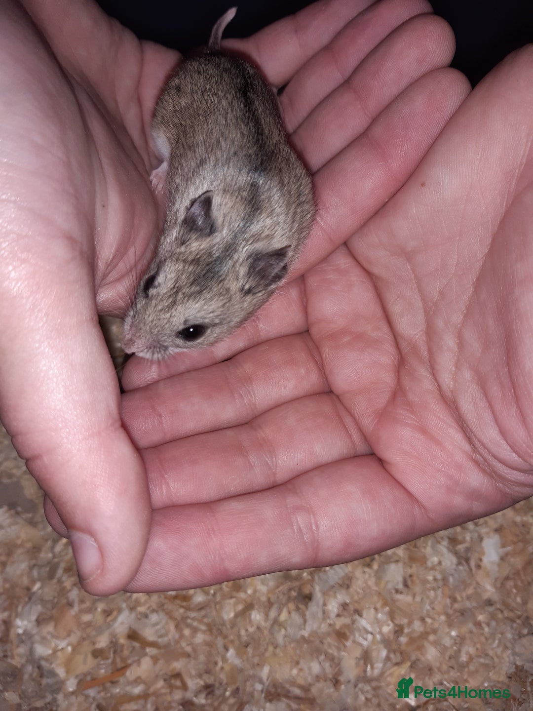 Hamster rodents for sale: Baby Chinese hamsters ready now  - Image 15