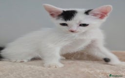 Mixed Breed cats for sale: 5 Kittens LEFT! Friendly and Lovable - Image 2
