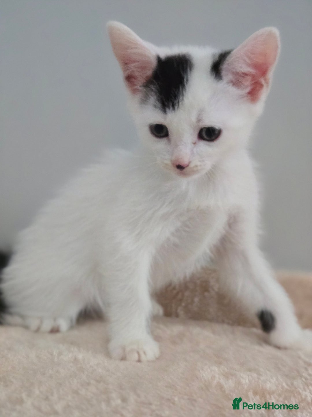 Mixed Breed cats for sale: 5 Kittens LEFT! Friendly and Lovable - Image 2