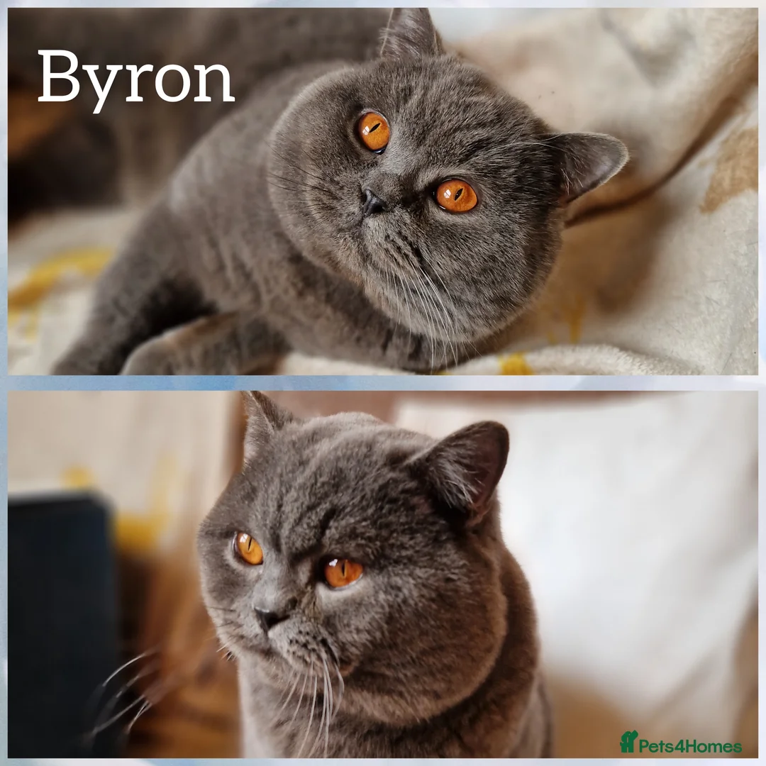 British Shorthair cats for stud: British shorthair for stud  - Advert 1