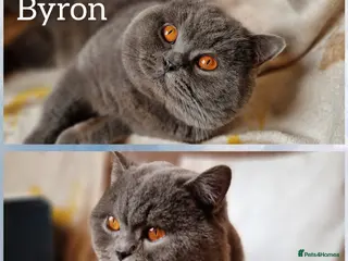British Shorthair cats for stud: British shorthair for stud - Advert 2