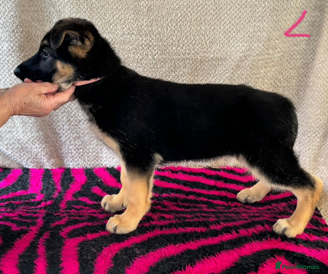 German Shepherd dogs for sale: Stunning KC Registered German Shepherd Puppies - Image 9