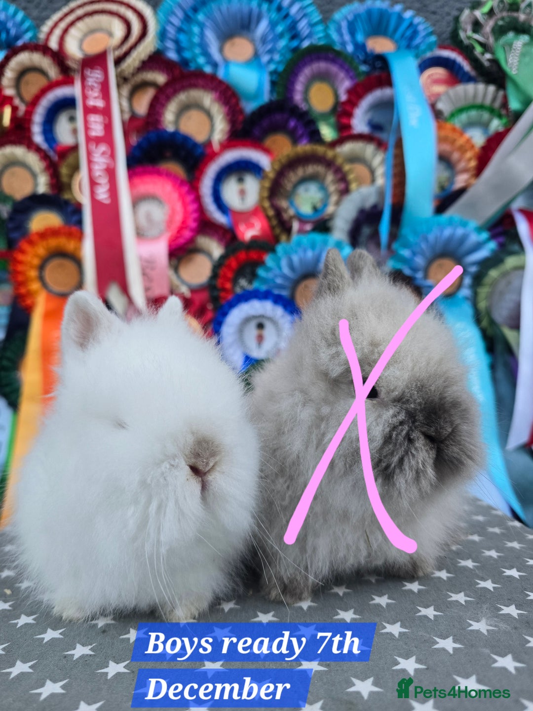 Lionhead rabbits for sale: Gorgeous Purebred Lionheads available  - Advert 8